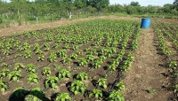 Ferma de legume